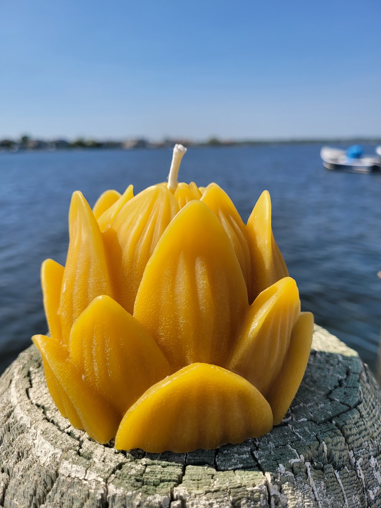 Lotus Bud